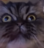 Cat face with derping eyes pointing in different directions