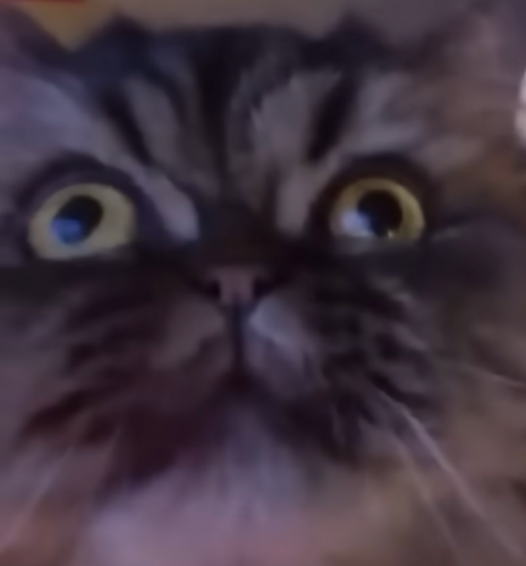 Cat face with derping eyes pointing in different directions